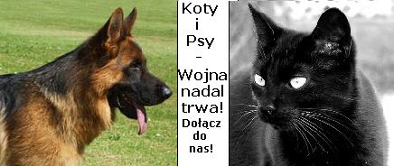 http://www.koty-i-psy-wojna-trwa.pun.pl/_fora/koty-i-psy-wojna-trwa/gallery/2_1346684671.jpg